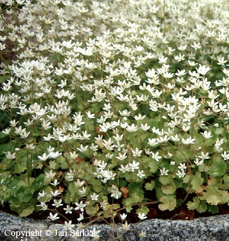  Saxifraga rotundifolia 